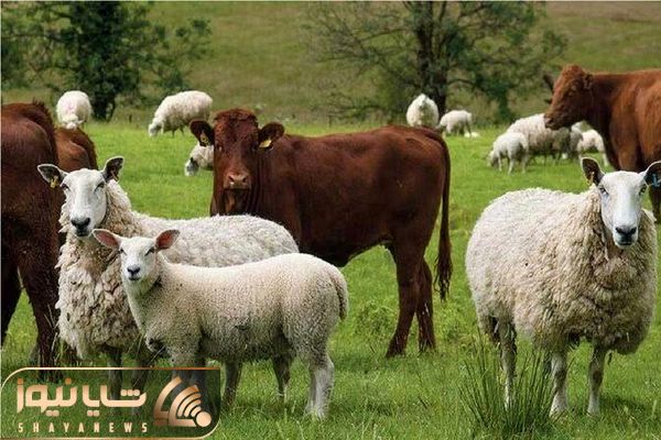 قیمت دام زنده امروز ۱۶ اردیبهشت ۱۴۰۵ + جدول