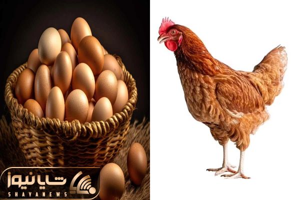 قیمت تخم مرغ امروز پنجشنبه ۱۷ اردیبهشت ۱۴۰۵ + جدول