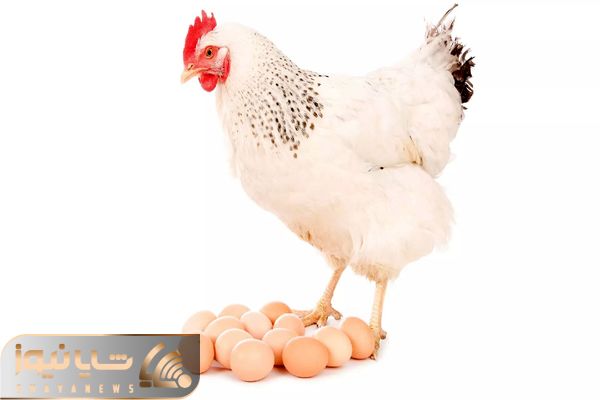 قیمت تخم مرغ امروز دوشنبه ۱۴ اردیبهشت ۱۴۰۵ + جدول