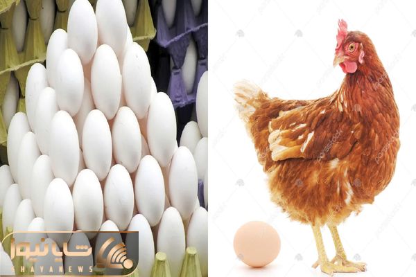 قیمت تخم مرغ امروز شنبه ۱۲ اردیبهشت ۱۴۰۵ + جدول